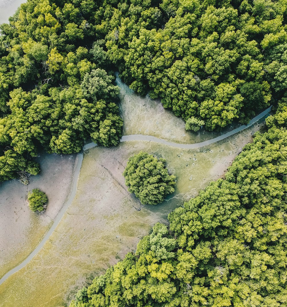 aerial photo of forest