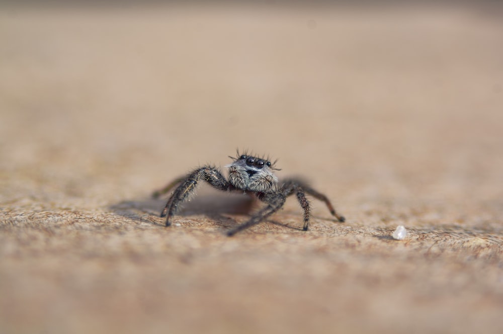 focus photo of spider