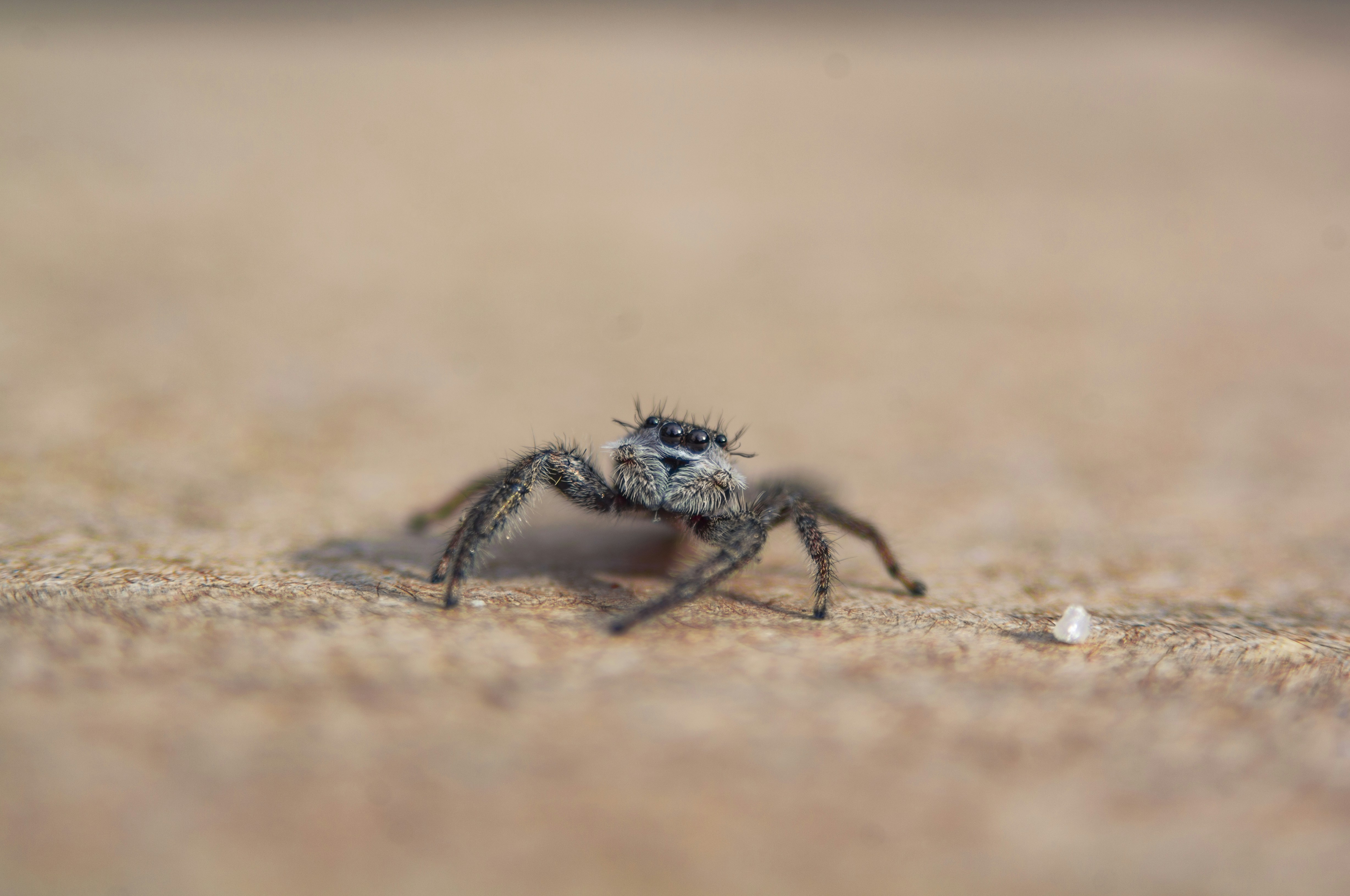 What Is The Feeding Behavior Of The Visually Stunning White-tailed Spider, And What Prey Items Are Suitable?