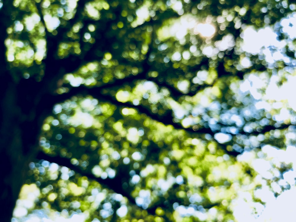 낮 동안 나무의 로우 앵글 사진