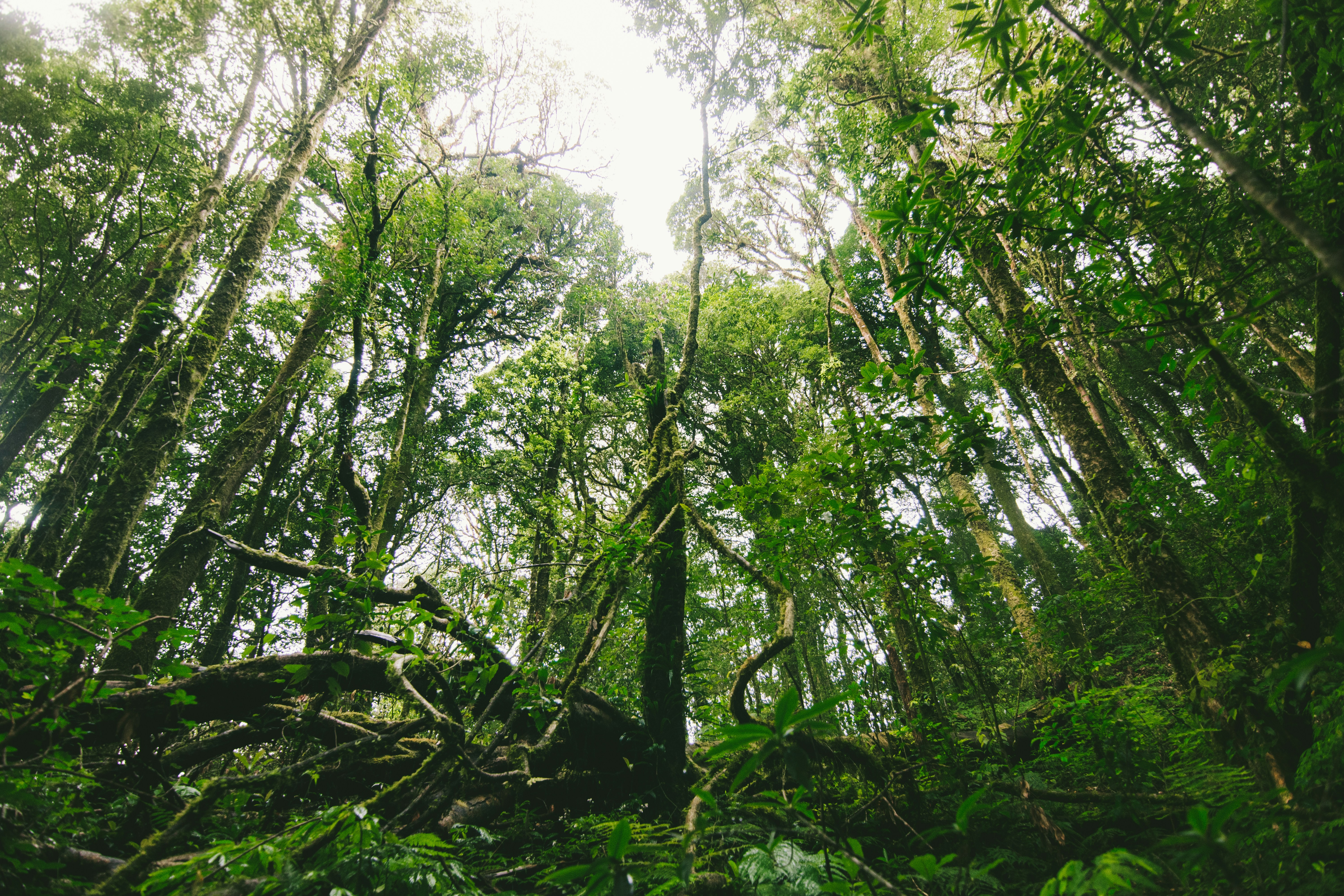 green tree on the forest