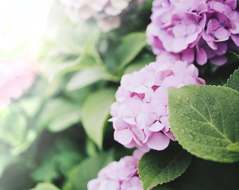 close up photo of pink flowers