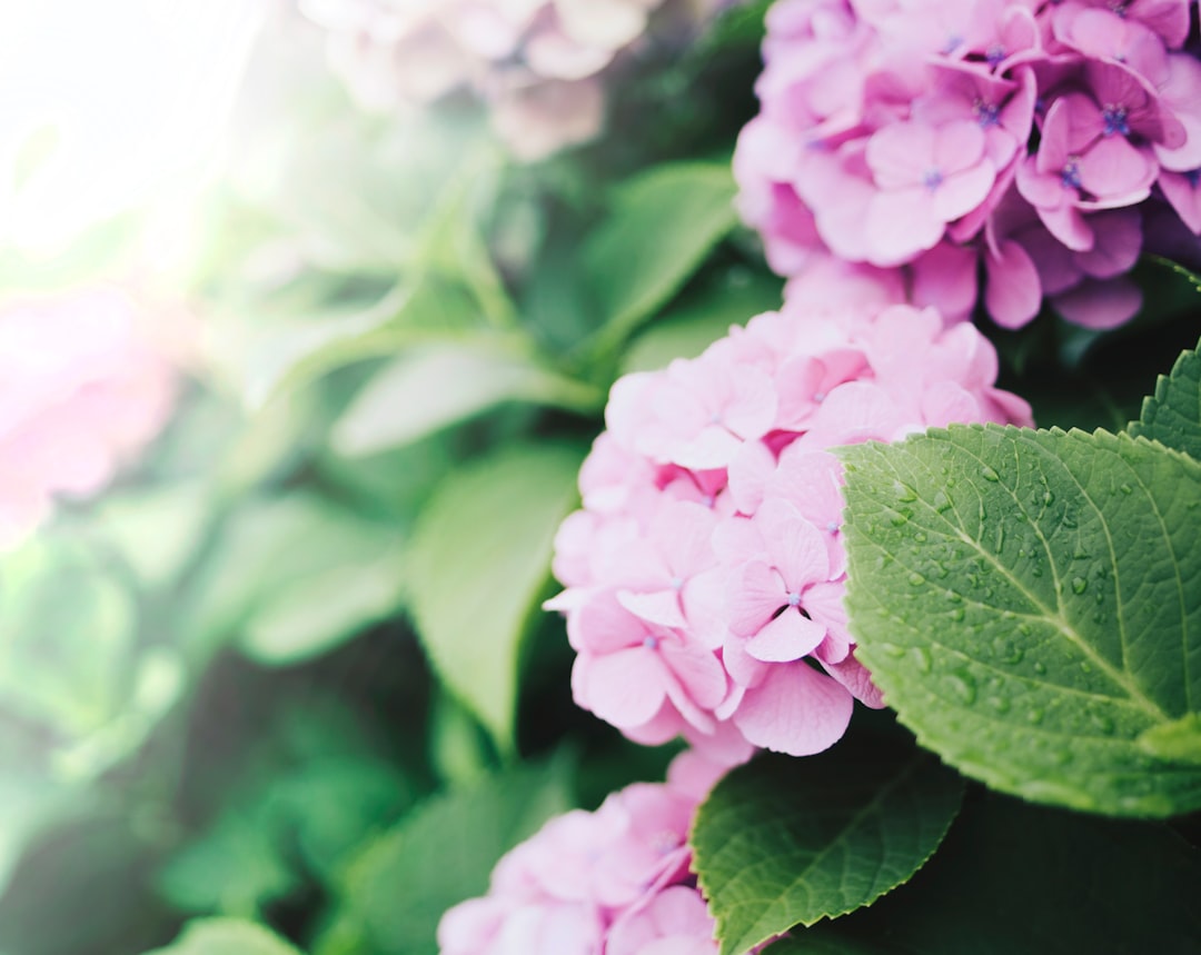 close up photo of pink flowers