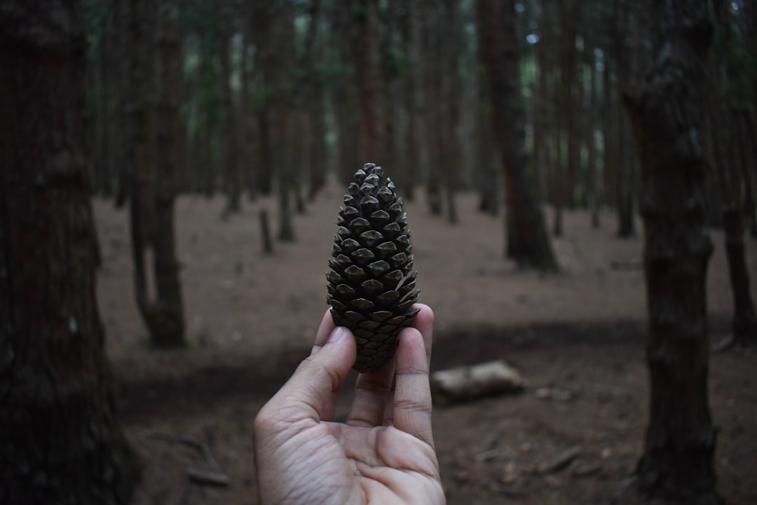 person holding conifer cone