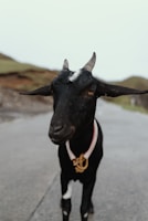 A black goat with a white patch on its forehead stands on a road, wearing a collar made of braided rope. The background features a blurred view of grassy hills and an overcast sky.