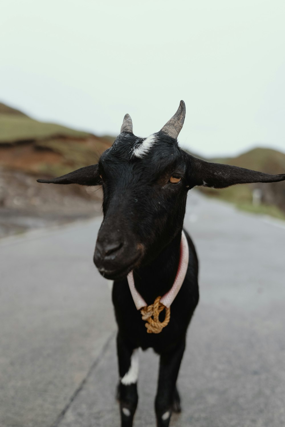 closeup photography of black goat on road during daytime