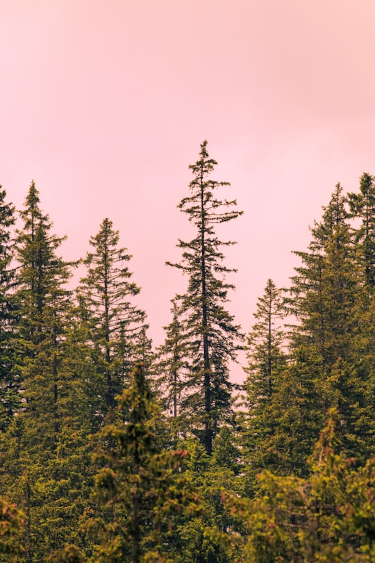 selective focus photography of green leafed tree in Oeschinen Lake Switzerland