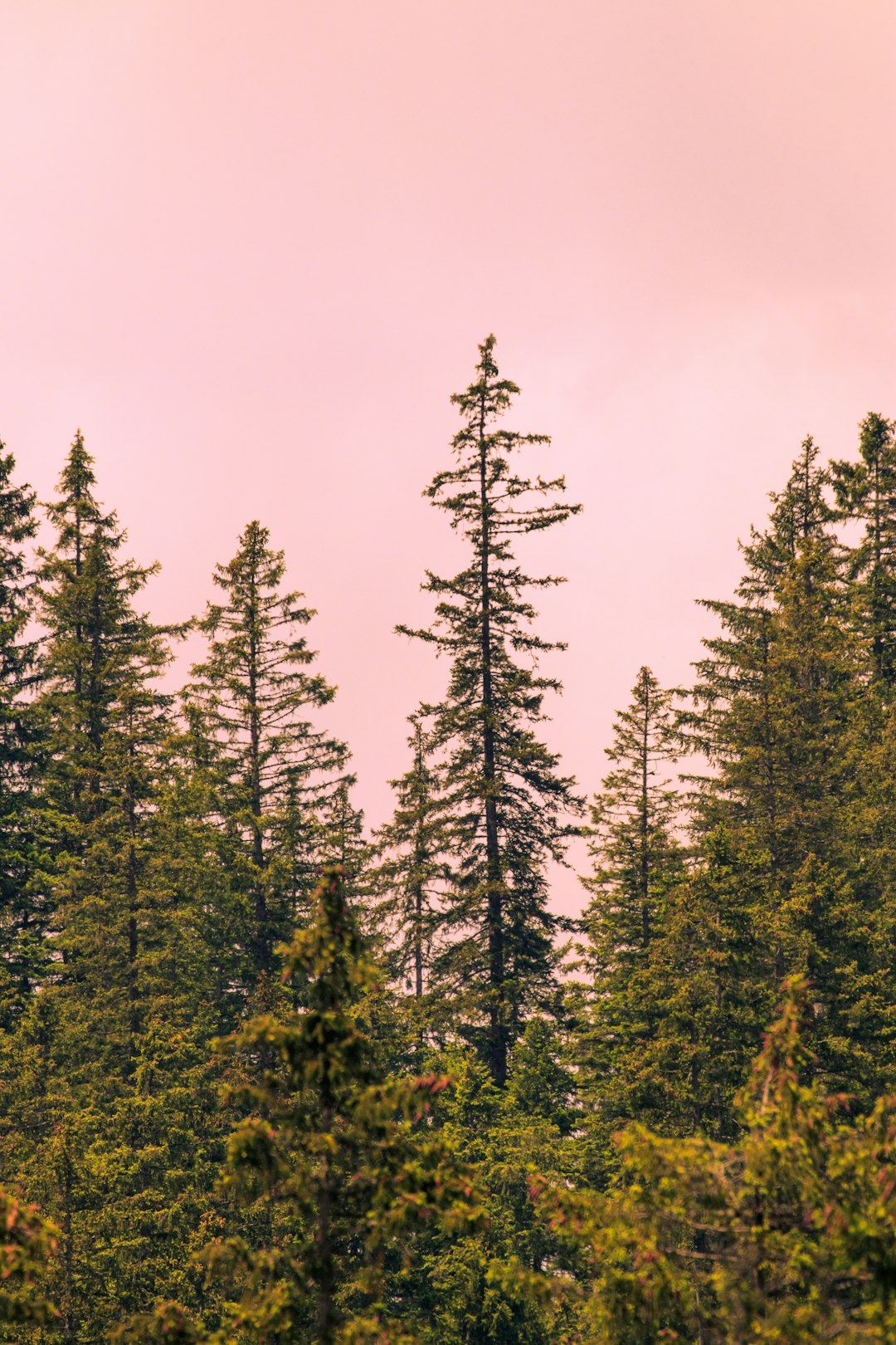 Tropical and subtropical coniferous forests photo spot Oeschinen Lake Verbier