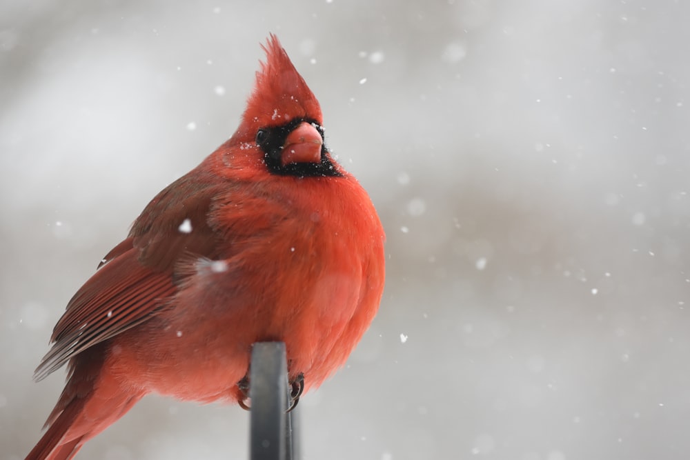 Cardenal rojo posado en barra de metal negro