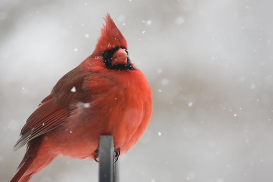 red cardinal perching on black metal bar in North Canton United States