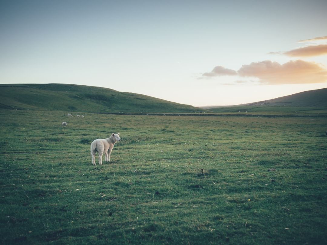 brown sheep, Sheep Pose