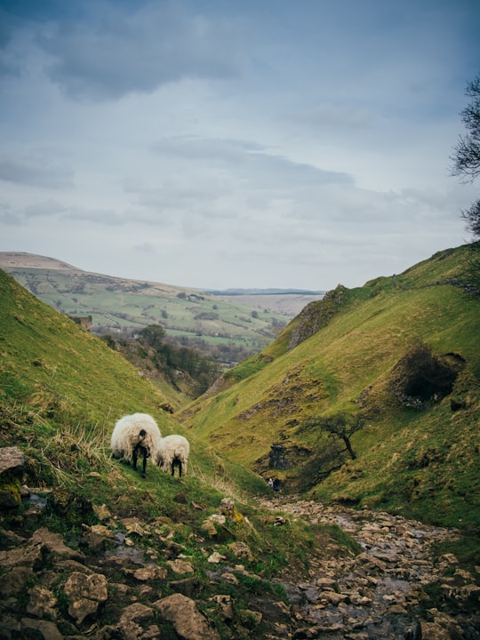 white sheep in Peak District National Park United Kingdom