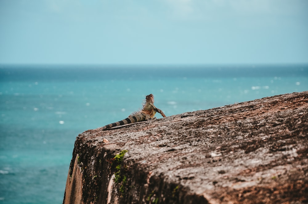 gray and brown iguana on cliff