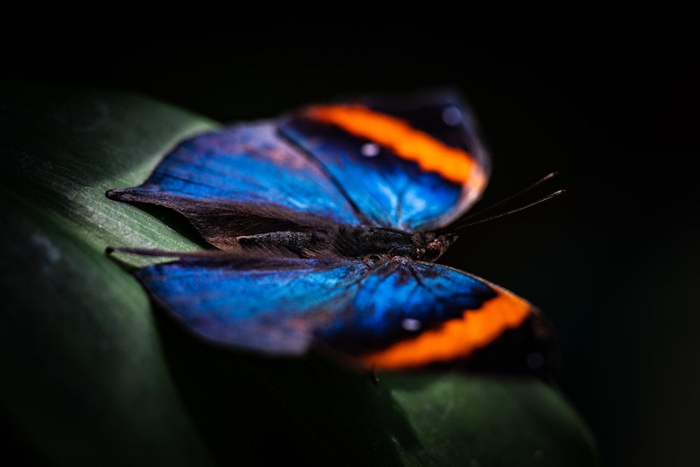 Photographie en gros plan de papillon bleu et orange sur feuille verte