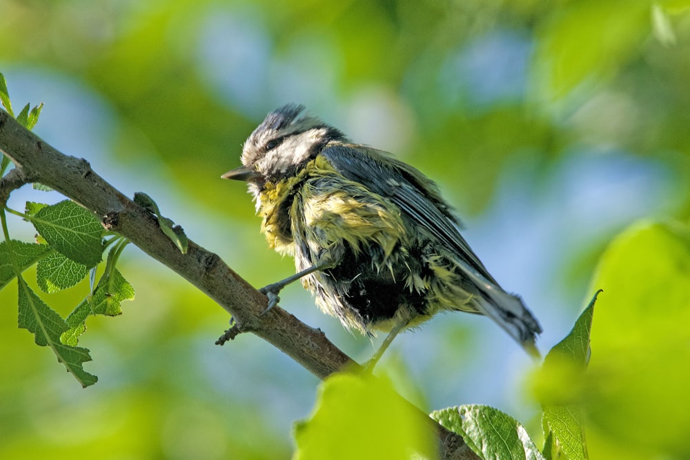 brown and green bird