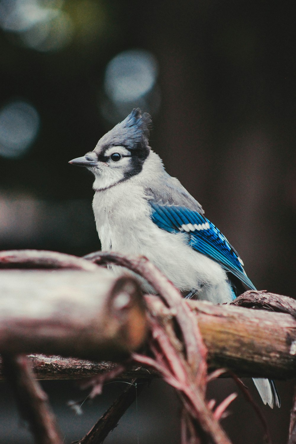 a blue and white bird sitting on a branch