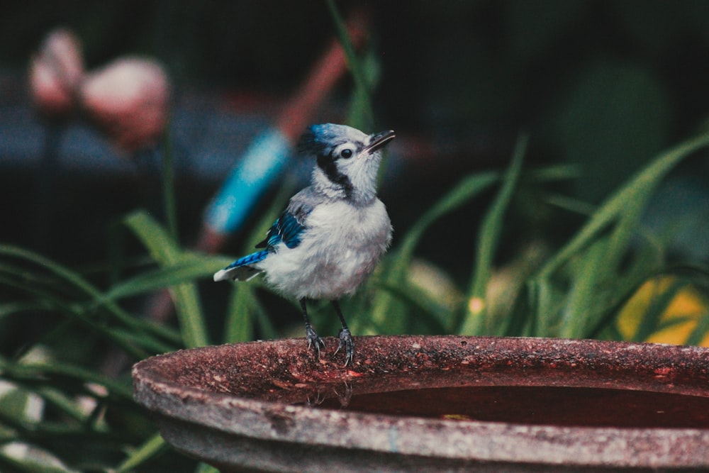 white and blue bird perched on grey stone birdbath