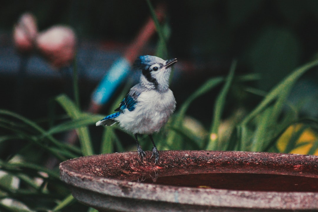 Wildlife photo spot Cobourg Peterborough