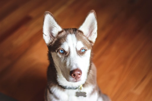 german shepherd husky mix