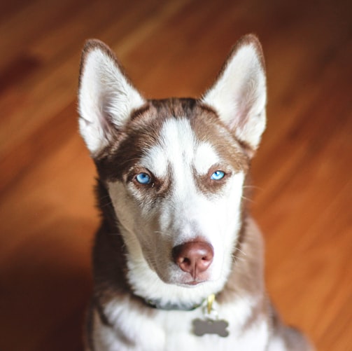 adult brown and white Siberian husky