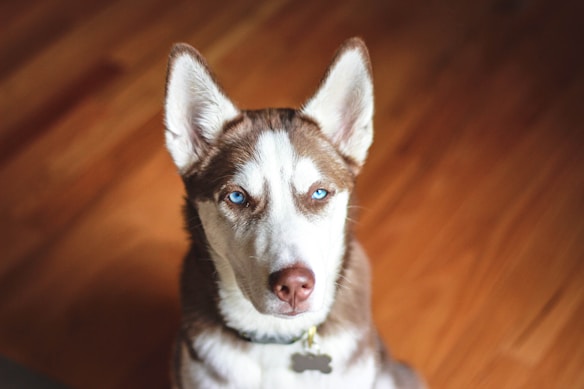 A close-up of a husky dog with striking blue eyes, sitting on a wooden floor, bathed in natural light. The dog's attentive posture and sharp gaze are highlighted by the soft focus of the background.