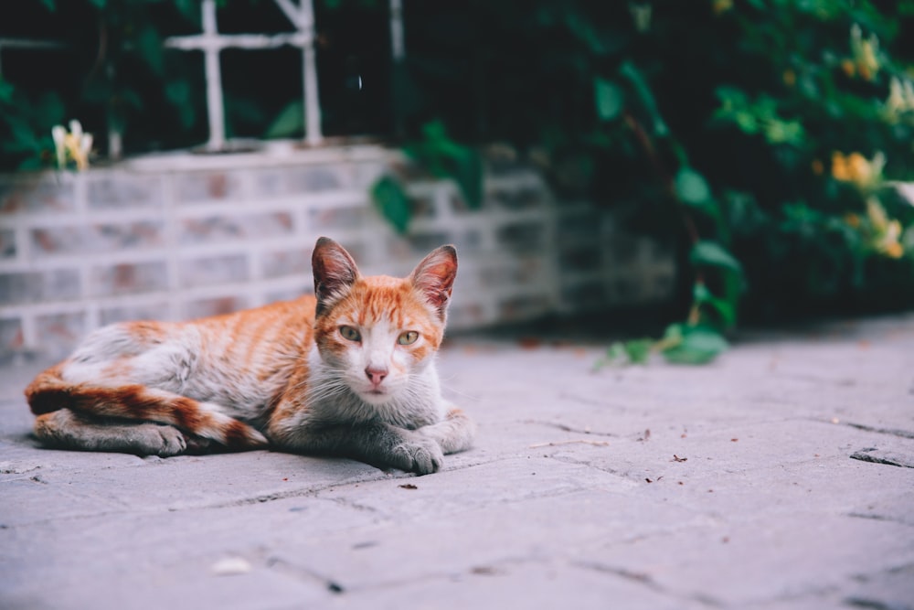 chat tigré orange couché sur le sol