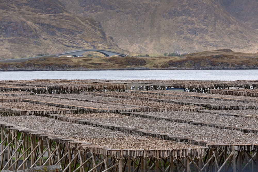 Superficie de madera marrón cerca del cuerpo de agua