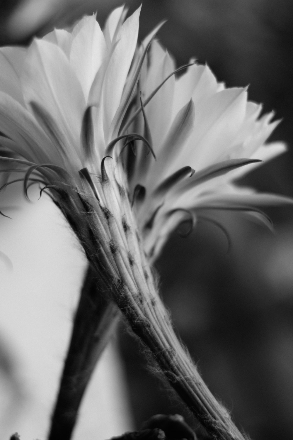 grayscale photo of flower