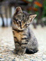 brown tabby kitten sitting on floor