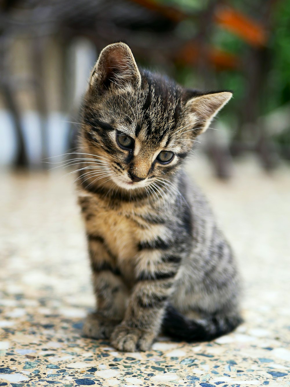 床に座っている茶色のぶちの子猫