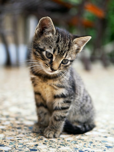 Котёнок