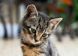 brown tabby kitten sitting on floor