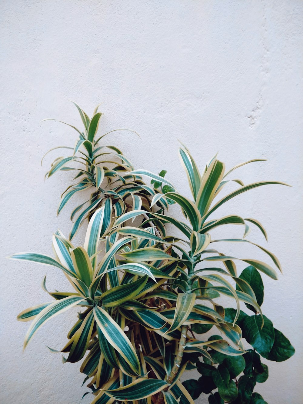 green leafed plant beside wall