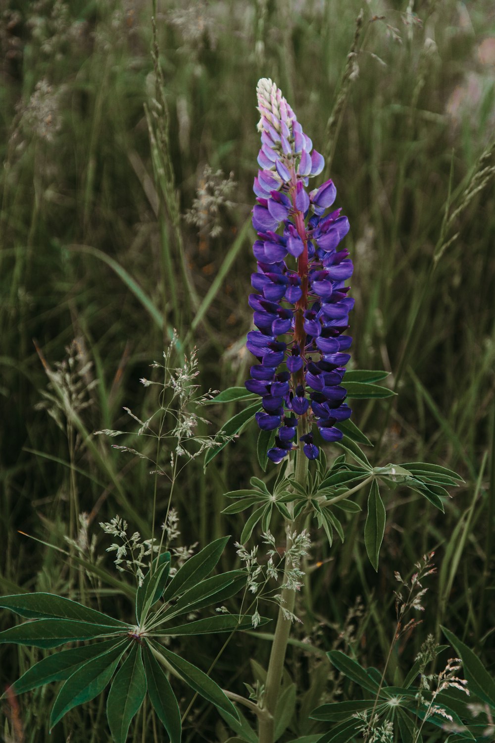 fleur à pétales bleus