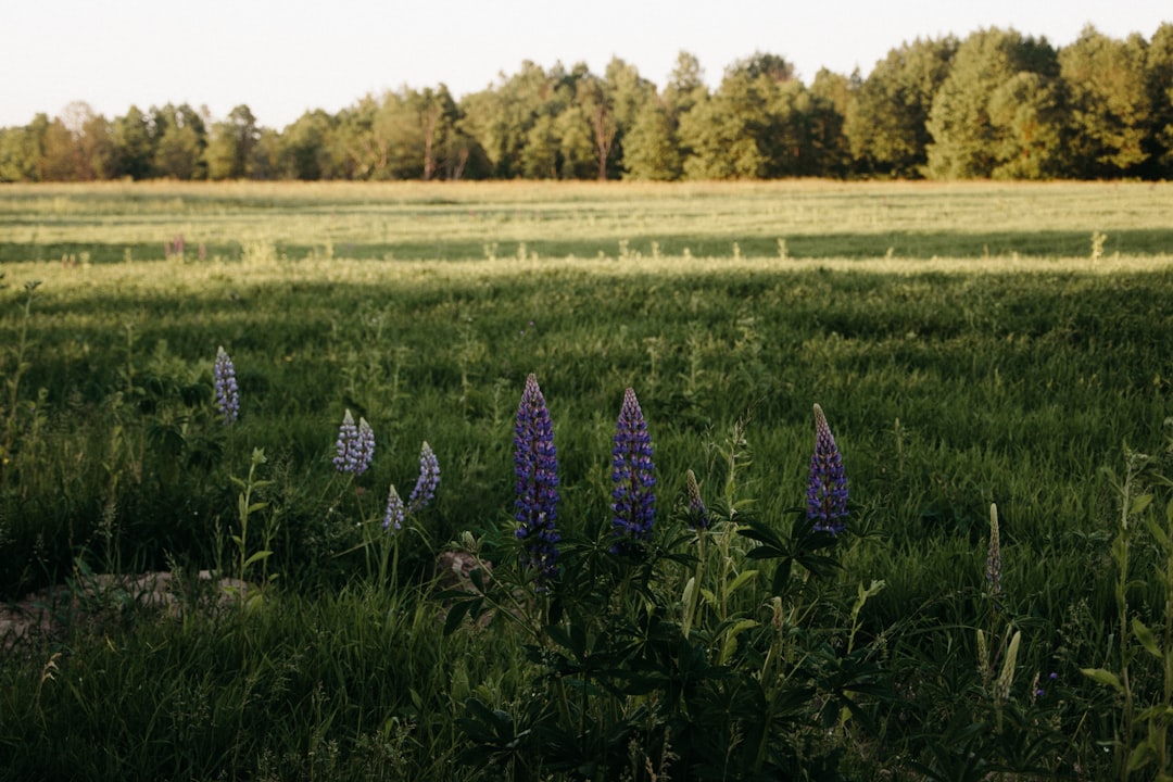 garden of purple petaled flower during daytime