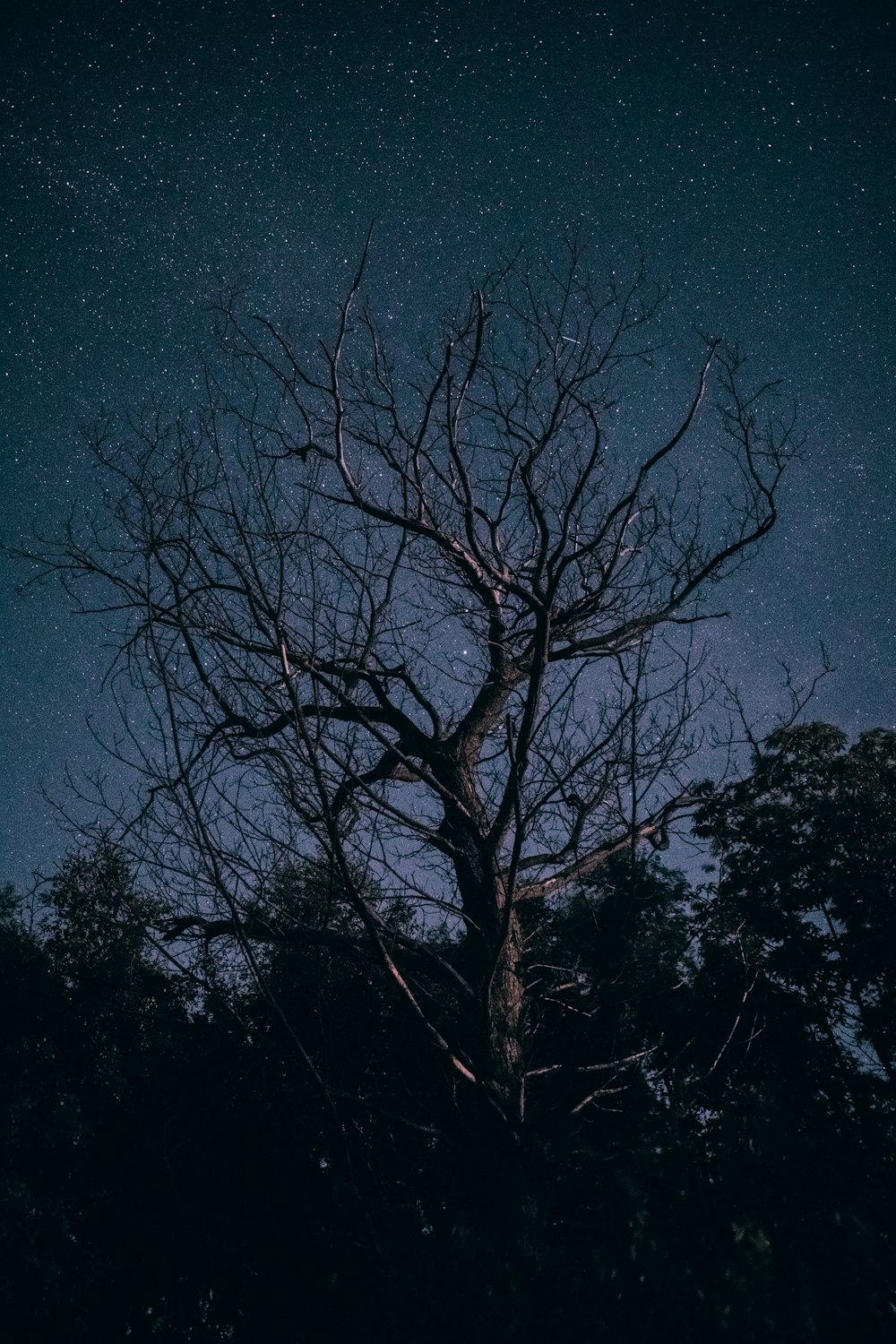 bare tree in forest