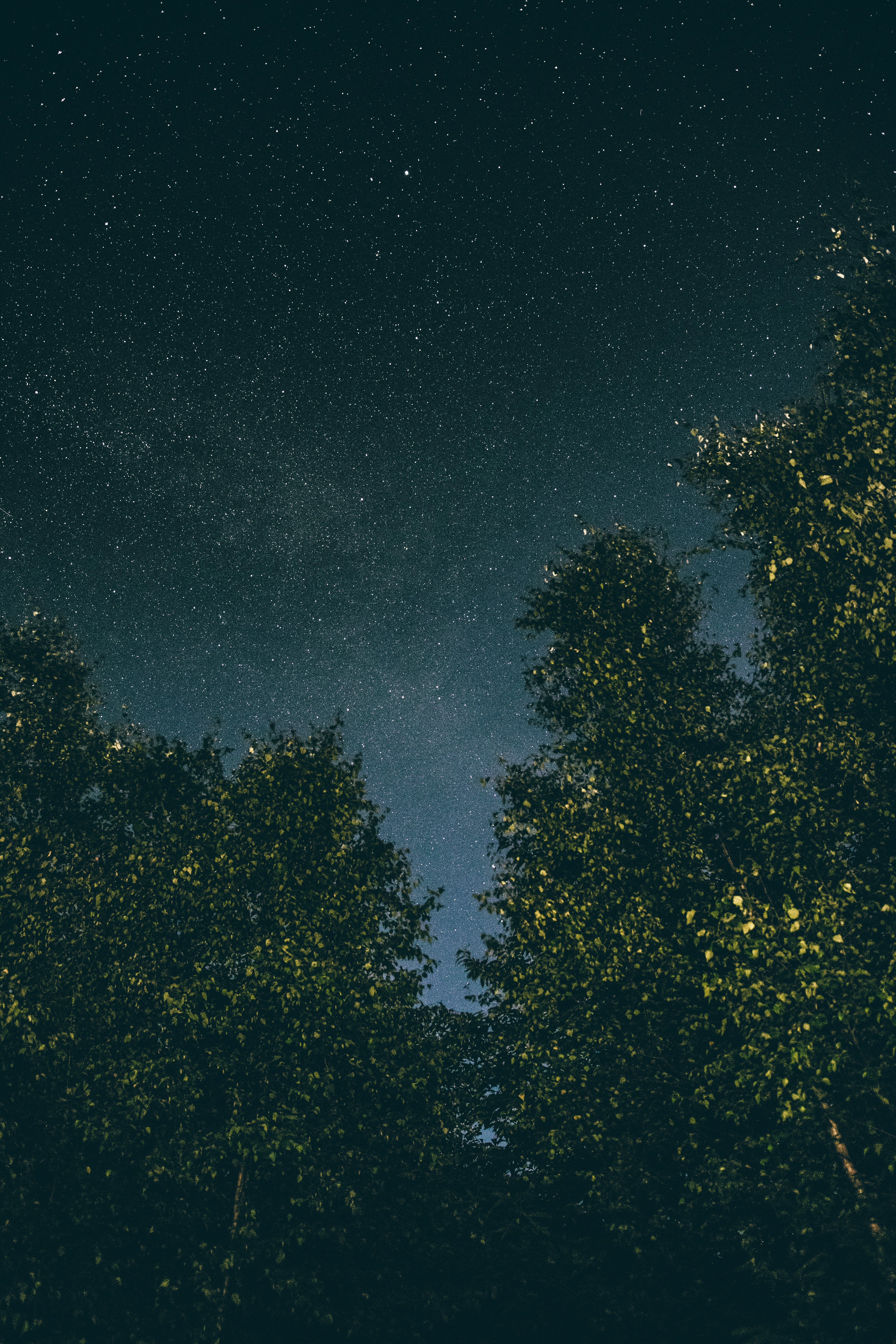 low angle photography of a tall trees with stars as background