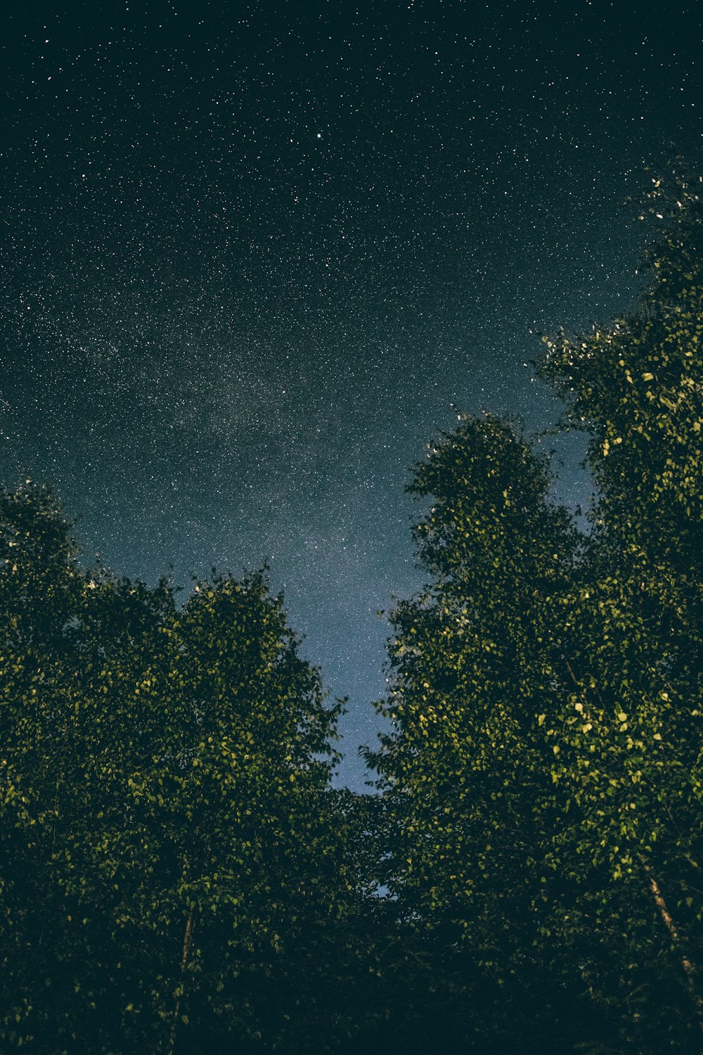 low angle photography of a tall trees with stars as background photo – Free  Grey Image on Unsplash