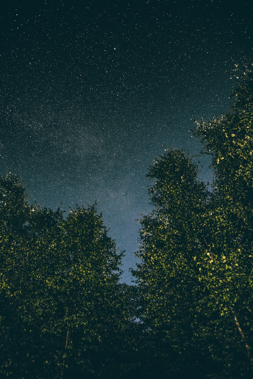 low angle photography of a tall trees with stars as background