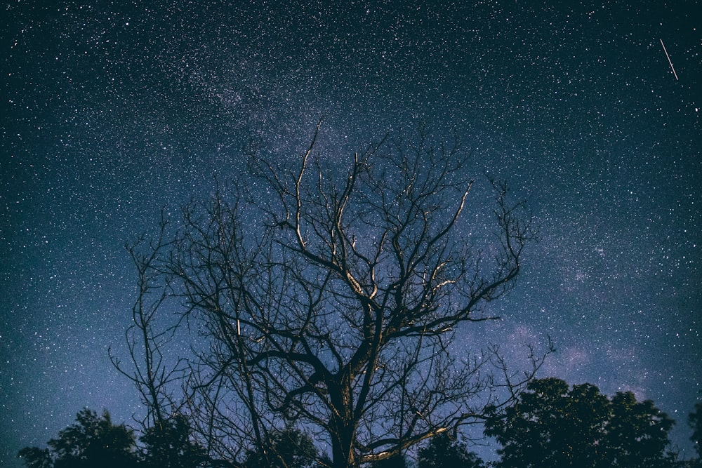 árvore nua sob a Via Láctea à noite