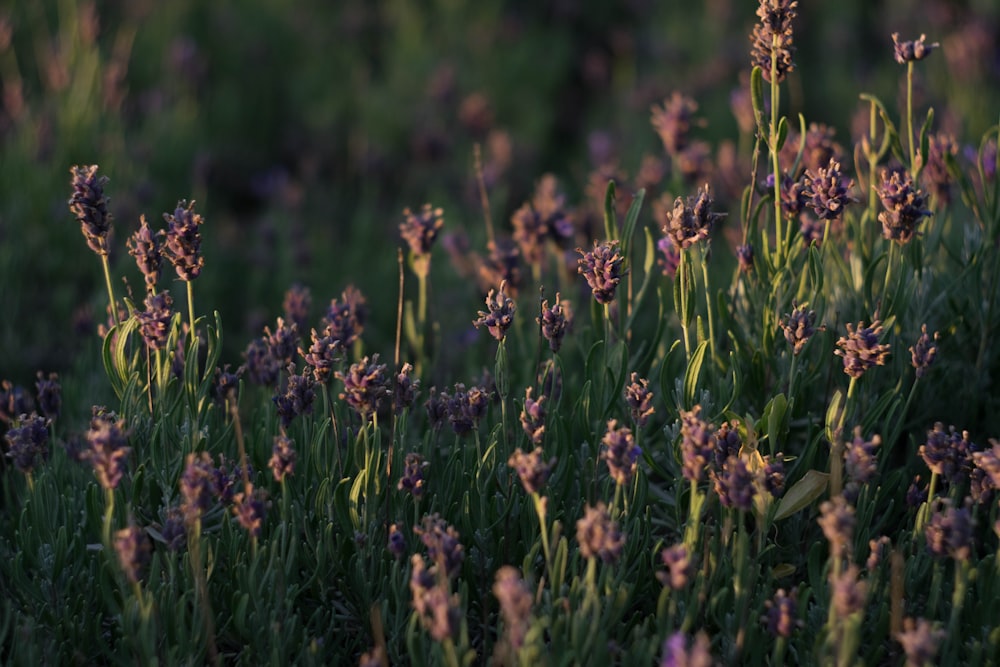 selective-focus photography of purple petaled flowers