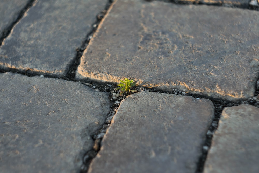 green sprout between concrete bricks