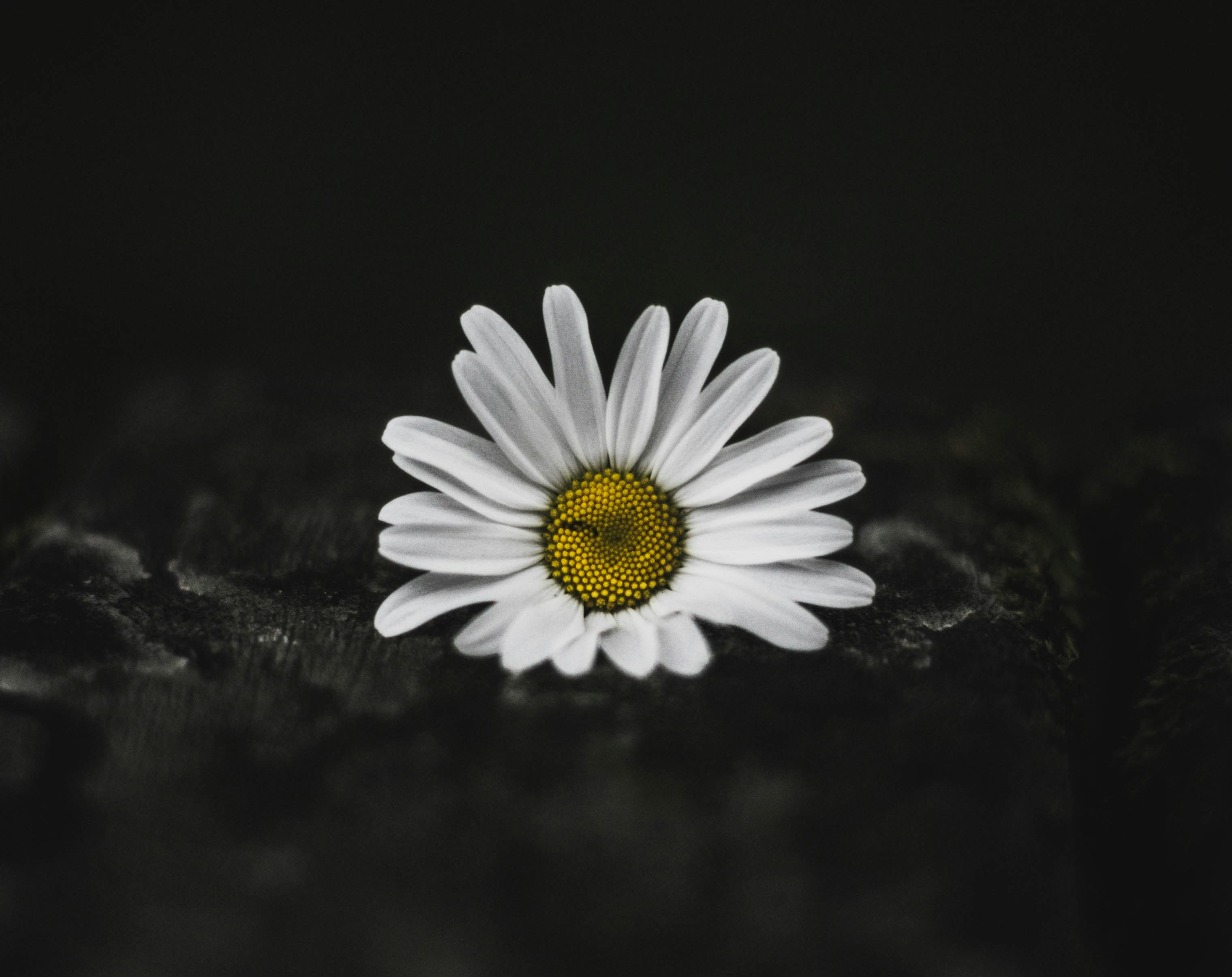 Dark Daisy