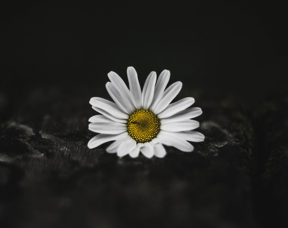 selective color photo of white daisy
