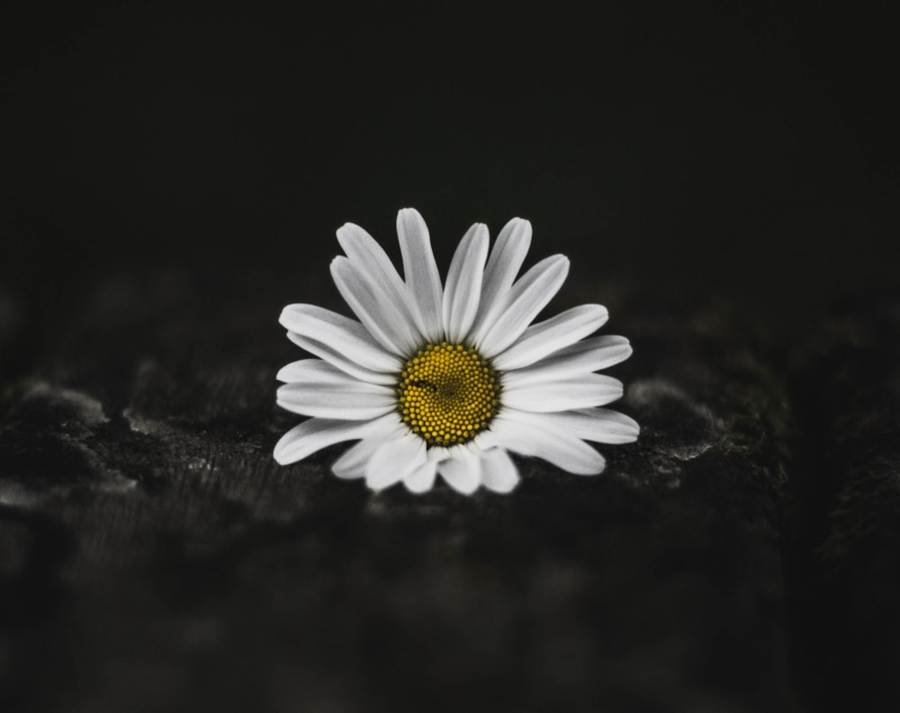 Selektives Farbfoto von weißem Gänseblümchen