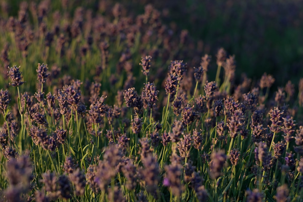 bed of brown petaled flower