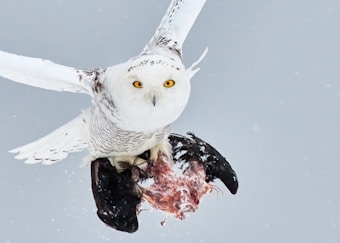 A snowy owl with sharp yellow eyes is captured in mid-flight, carrying its prey, a black bird, with its talons. The snowy background enhances the owl's white feathers, with flecks of brown on its wings and body.