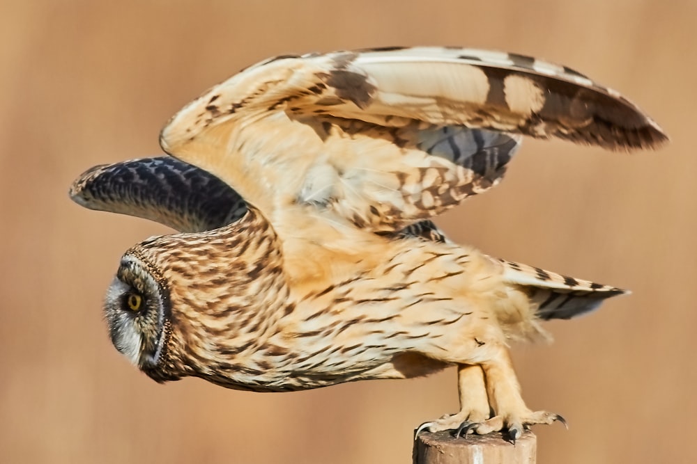 brown owl with open wings