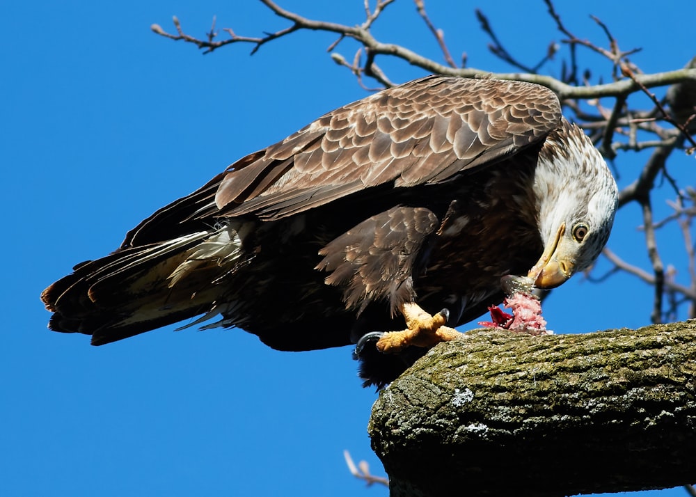 Ave de rapiña comiendo carne en el árbol