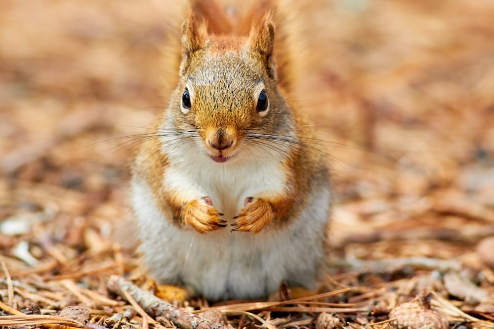 brown squirrel in shallow photography